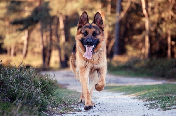 Centro Agility
