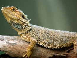 Ruta de los reptiles
