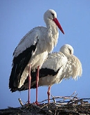 I Maratón Fotográfico "Cáceres ciudad de las aves"