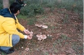 II Jornada Micológica