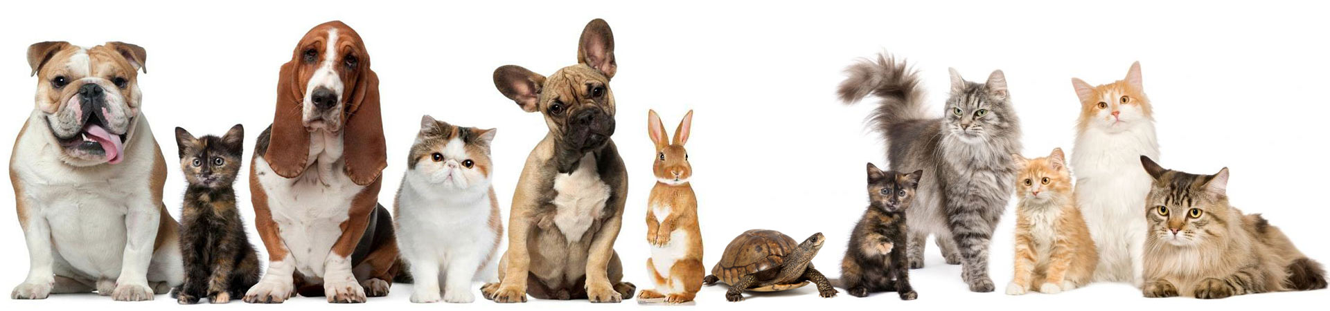Clínica Veterinaria Hiperzoo - Tienda de mascotas y animales, Peluquería canina