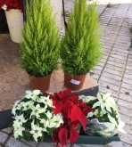 Flores Juanvic - Floristerías en Cáceres