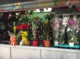 Flores Juanvic - Floristerías en Cáceres
