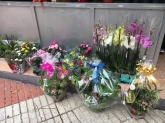 Flores Juanvic - Floristerías en Cáceres