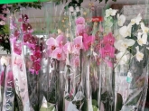 Flores Juanvic - Floristerías en Cáceres