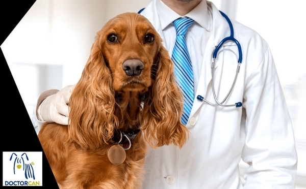 Clínica veterinaria en Cáceres urgencias