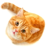 Doctor Can - Clínica veterinaria, Peluquería Canina