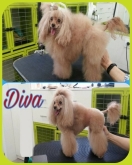 Doctor Can - Clínica veterinaria, Peluquería Canina
