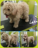 Doctor Can - Clínica veterinaria, Peluquería Canina