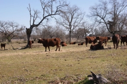 Vacas de raza retinta del Centro de Formación del Medio Rural de Navalmoral de la Mata reciben el segundo premio de vaca conjunto en la Feria de Zafra