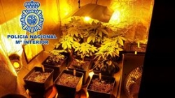 Detenidos ocho miembros un grupo dedicado a distribuir maribuana en Cáceres y Plasencia