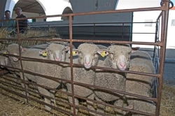 Diputación de Cáceres abre el plazo para pedir merino precoz