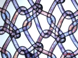 Investigan células madre para mejorar la biocompatibilidad de mallas quirúrgicas y eliminar inflamaciones en el paciente