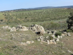 Extremadura refuerza la genética de sus linces con la liberación de cinco ejemplares procedentes de Portugal y Andalucía