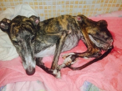 Mérida y Cáceres se manifestarán el domingo contra la caza con galgos