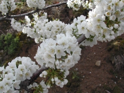 La floración en el Valle del Jerte anuncia la primavera y las mejores cerezas