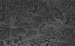 La UEx ha participado en el proyecto PHYTECH con el objetivo de desarrollar una nueva superficie para implantes óseos que contiene fitato