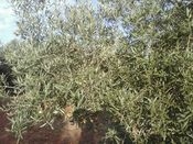 UPA-UCE reivindica que se habilite una ayuda asociada al olivar tradicional