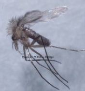 Detectada una especie de Leishmania no descrita antes en España