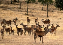 La Reserva de Caza de Cíjara recibe la etiqueta de calidad Wildlife Estates por su valor como coto faunístico
