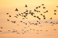 El calentamiento global desplaza las zonas de invernada de las aves migratorias