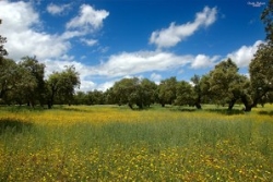 El proyecto europeo AGFORWARD llevado a cabo en la UEx pretende promocionar prácticas agroforestales que contribuyan al desarrollo rural en Europa.