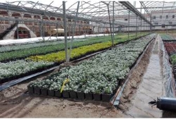 La Diputación recupera su vivero y ofrece a los ayuntamientos plantas de temporada gratis para ajardinamiento público
