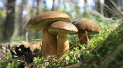 Los hongos pueden ser utilizados como biomonitores para la evaluación de presencia radiactiva en el entorno-