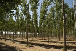El Área de Agricultura y Ganadería ha enviado a los alcaldes y alcaldesas un listado de casi 40 especies arbóreas para que hagan la solicitud.