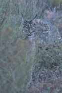 Los dos nuevos linces del Centro de Recuperación de ‘Los Hornos’ están superando sin dificultades la fase de adaptación a su nuevo entorno.