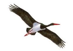 Se aprueba el Plan de Recuperación de la Cigüeña Negra (Ciconia nigra) en Extremadura.