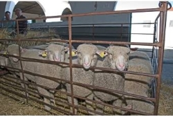 La Diputación abre el plazo para la adjudicación de ganado Merino precoz