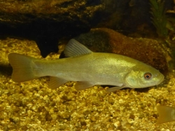 Extremadura trabaja en la producción de la tenca ecológica.