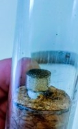 Se detecta por primera vez el mosquito tigre en Extremadura gracias a un proyecto de investigación de la UEx.