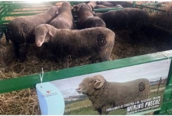 La raza Merino Precoz de la Diputación de Cáceres premio a la mejor ganadería en la Feria de Zafra