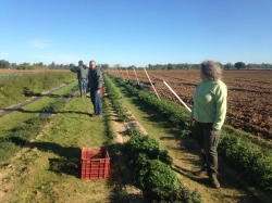 El CICYTEX trabaja en un proyecto para que las plantas aromáticas y medicinales sean una alternativa de cultivo en Extremadura.