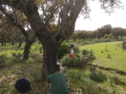Detectados varios focos de virus del Nilo occidental en Extremadura.