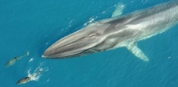 La segunda ballena más grande del mundo frena la acumulación de CO2 en el mar.