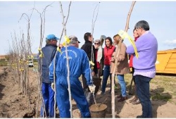 La Diputación abre el plazo para que los ayuntamientos soliciten árboles ornamentales para sus municipios.