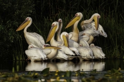 La Feria Internacional de Turismo Ornitológico anuncia los ganadores del Concurso de Fotografía de Naturaleza ‘Las Aves Silvestres’.