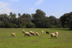 La Junta de Extremadura abona las ayudas al ovino extremeño.