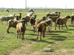 COOPRADO y la Fundación Cooprado pondrá en marcha un “Espacio Test Agrario”.