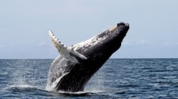La ballena jorobada, el animal acústicamente más complejo