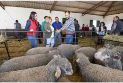 31 ganaderos reciben 181 ejemplares de la raza Merino Precoz criada en la finca El Cuartillo de la Diputación de Cáceres