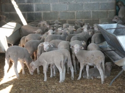 DOE publica la propuesta de resolución de ayuda a la mejora y modernización de las explotaciones agrarias.