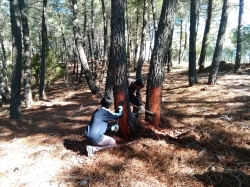 Medio Ambiente autoriza la resinación en cinco matas y más de 13.000 pinos en Caminomorisco.