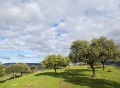 La Junta recibe 212 solicitudes de las ayudas para el fomento de una economía verde y circular en las explotaciones agrarias extremeñas.
