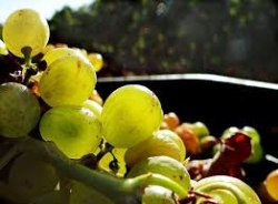 La Junta de Extremadura abona más de 13 millones de euros de ayudas asociadas y agroambientales.