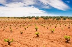 Ayudas agroambientales.