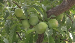 CICYTEX y Árboles Frutales Orero han renovado el convenio suscrito en 2015.